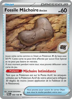 Fossile Mâchoire Ancien 068/088 Équilibre Parfait